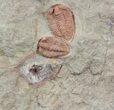 Pair of Orange Bathycheilus Trilobites - Zagora, Morocco #45093-2